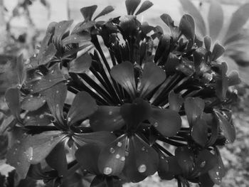 Close-up of flowers