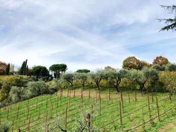 Scenic view of agricultural field against sky
