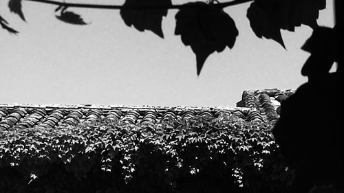 Leaves on tree trunk