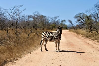 Wildlife in kruger