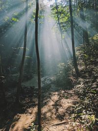 Sunlight streaming through trees in forest