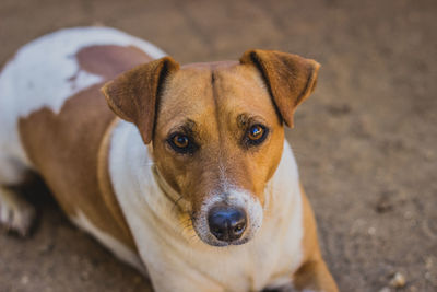 Close-up portrait of dog