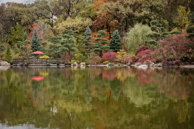 Scenic view of lake in forest