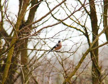 Low angle view of bird perching on branch