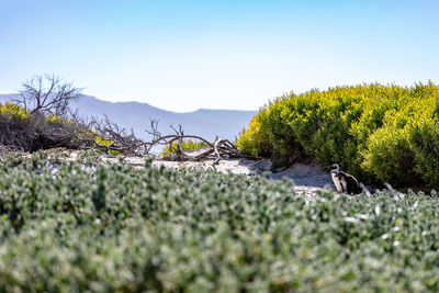 Plants by river against clear sky