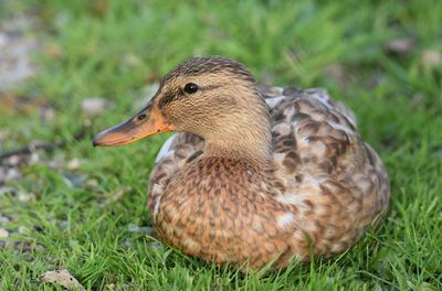 Close-up of a duck on field