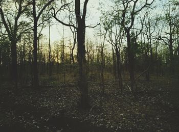 Trees in forest