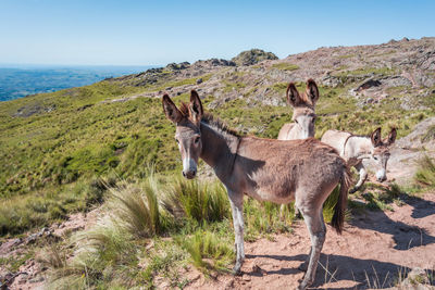 Lion standing in a field