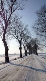 Bare trees by road against sky in city