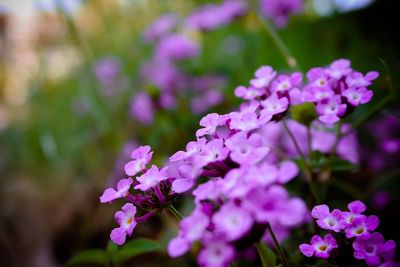 Close-up of pink flowers blooming outdoors