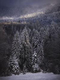 Aerial view of pine trees during winter