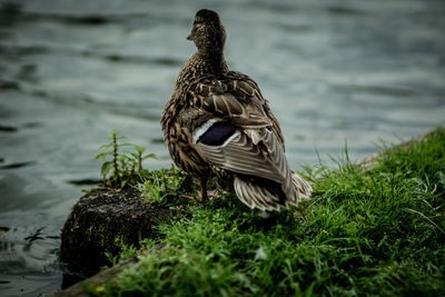 View of a bird on a land