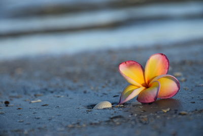 Close-up of flower at beach