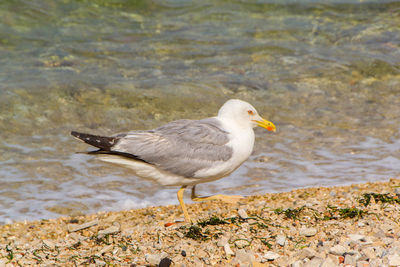 Side view of seagull perching on beach