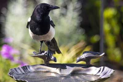 Close-up of bird perching on a plant
