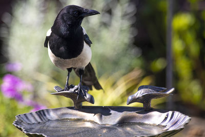 Close-up of magpie perching on a bird bath