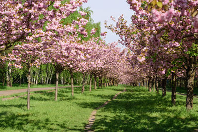 Cherry blossoms in park