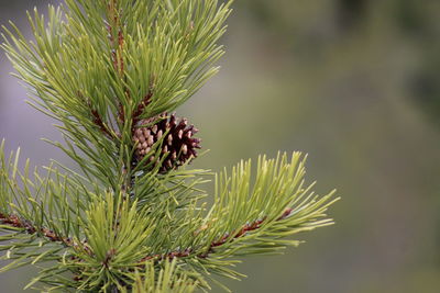 Close-up of pine cone on branch