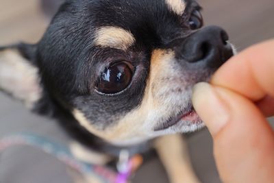 Close-up of hand feeding chihuahua