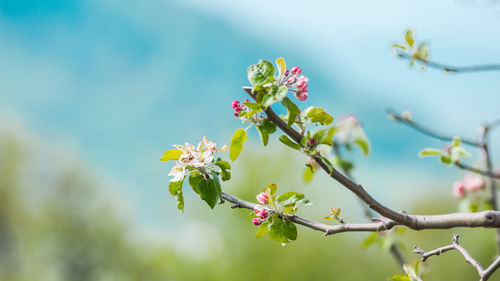 Close-up of fresh flowers on tree against sky