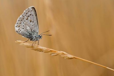 Close-up of butterfly on flower