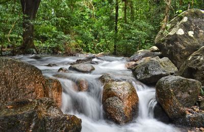 Stream flowing through rocks in forest