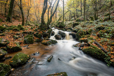 The brisecou waterfall in autun in autumn, a magnificent waterfall with autumnal colors