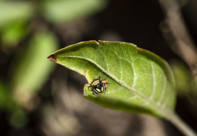 Close-up of insect on leaf