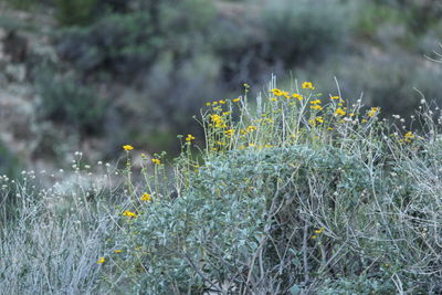 Close-up of yellow flowers