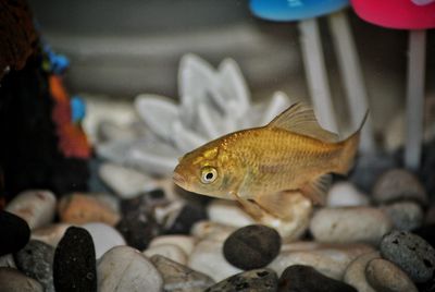 Close-up of fish swimming in tank