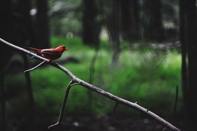 Close-up of a bird perching on a tree