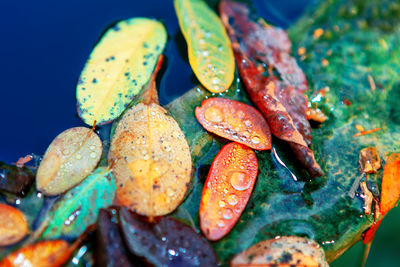 Autumn leaves in the water . rainy fall season