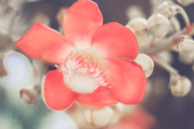 Close-up of red flowering plant