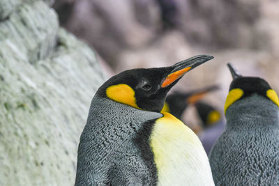 High angle view of penguins on rock