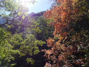 Low angle view of trees against sky