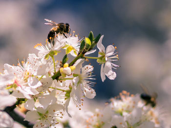 Close-up of bee pollinating on cherry blossom