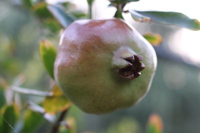 Close-up of fruit growing on tree