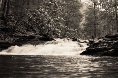 Scenic view of waterfall in forest