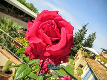 Close-up of pink rose