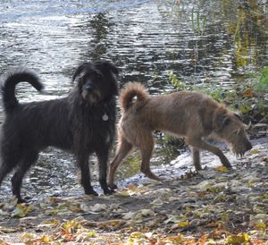 Dog on lake shore