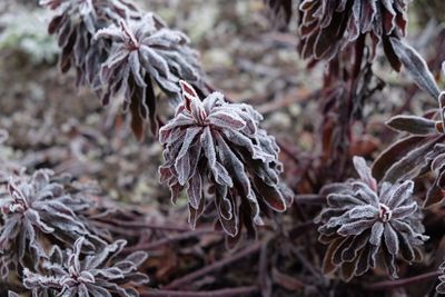 Close-up of wilted plant