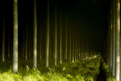 Illuminated grass at night