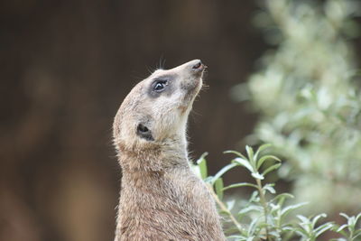 Close-up of an animal