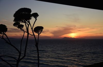 Silhouette plants by sea against sky during sunset