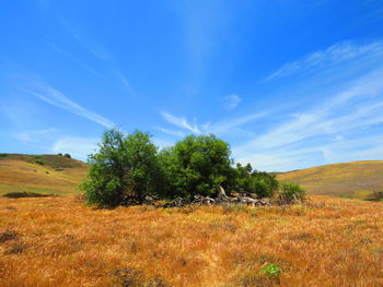 Trees on field against blue sky