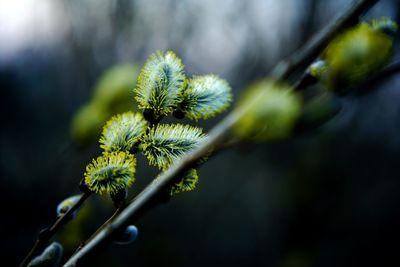 Close-up of plant