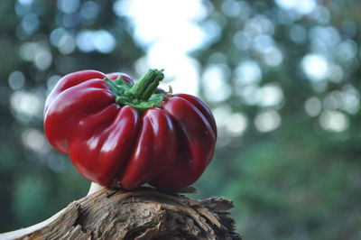 Close-up of vegetable on wood