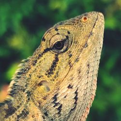 Close up of chameleon