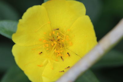 Close-up of yellow flower