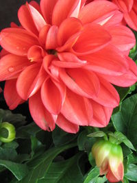 Close-up of pink flowers